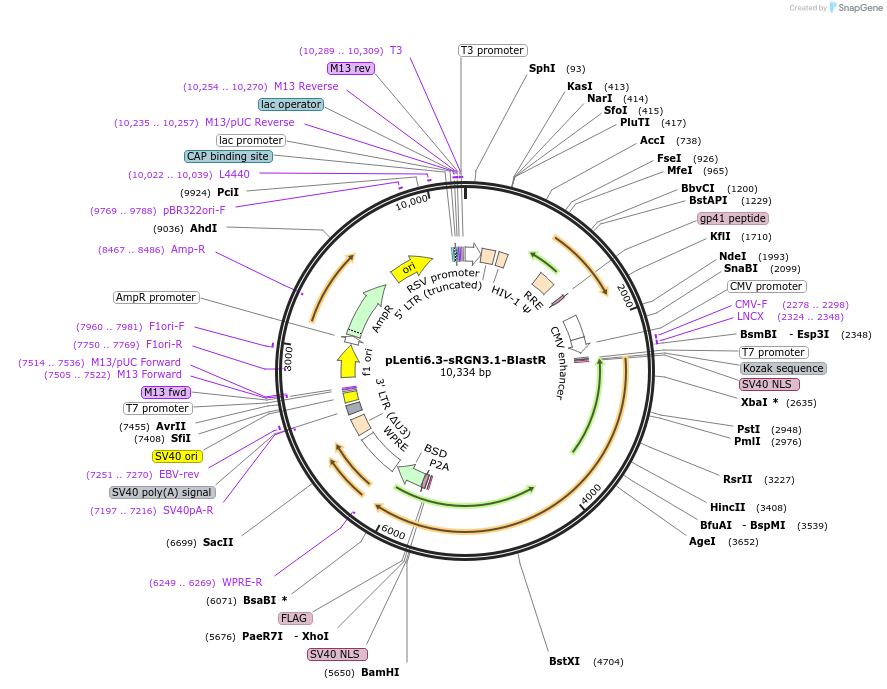 220964-plasmid-map-sequence-id-441014