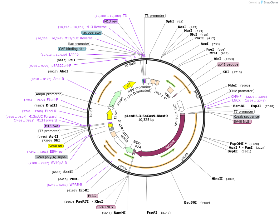 220966-plasmid-map-sequence-id-441016