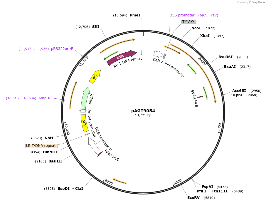 219430-plasmid-map-sequence-id-441037
