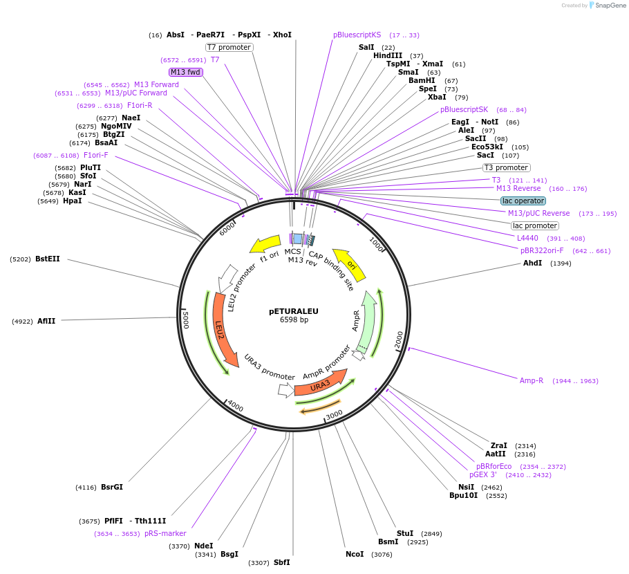 223207-plasmid-map-sequence-id-441038