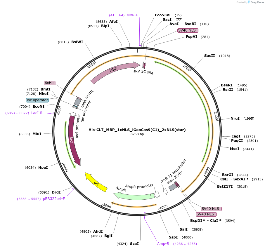 222990-plasmid-map-sequence-id-441064