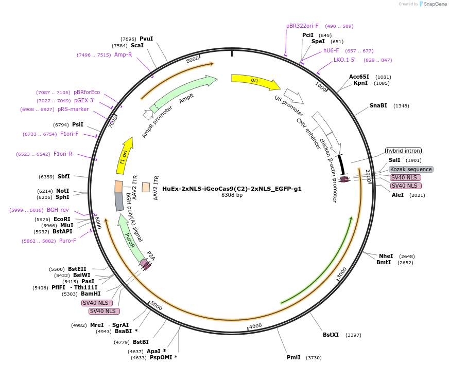 222994-plasmid-map-sequence-id-441065