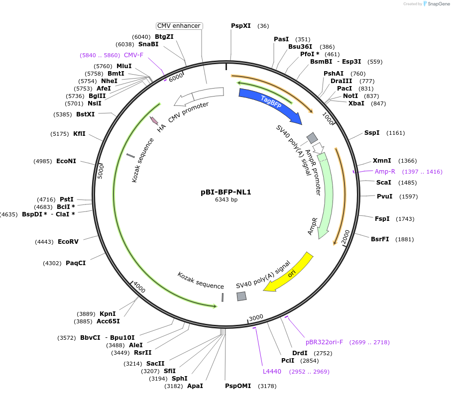206153-plasmid-map-sequence-id-441071