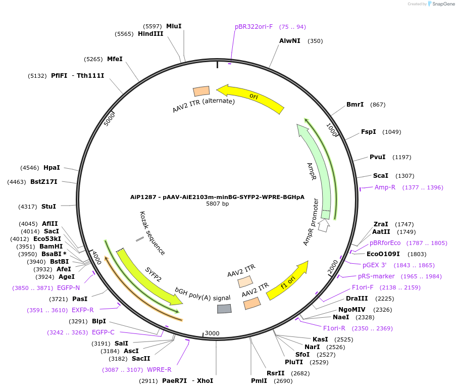 214480-plasmid-map-sequence-id-441077