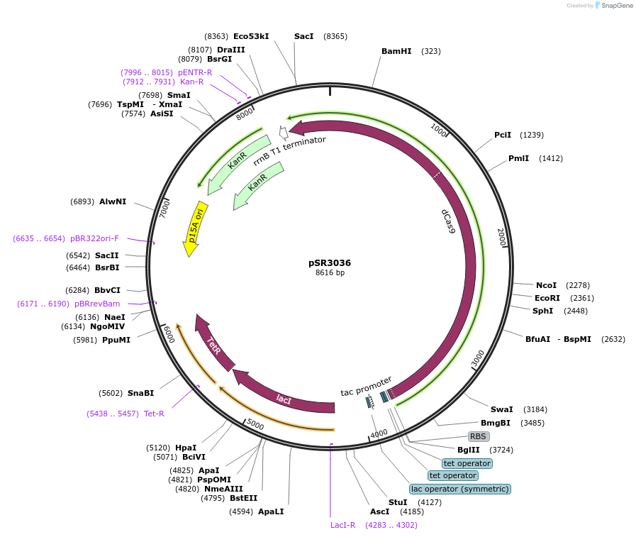 222629-plasmid-map-sequence-id-441106