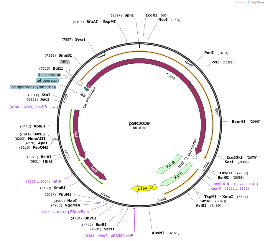 222630-plasmid-map-sequence-id-441107