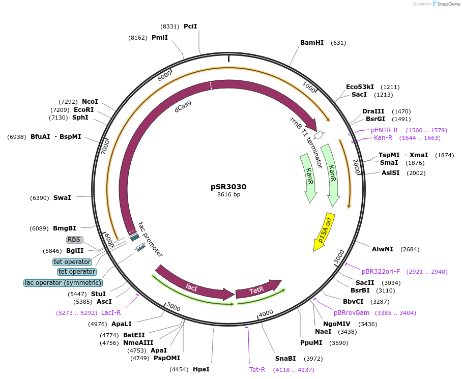 222627-plasmid-map-sequence-id-441108
