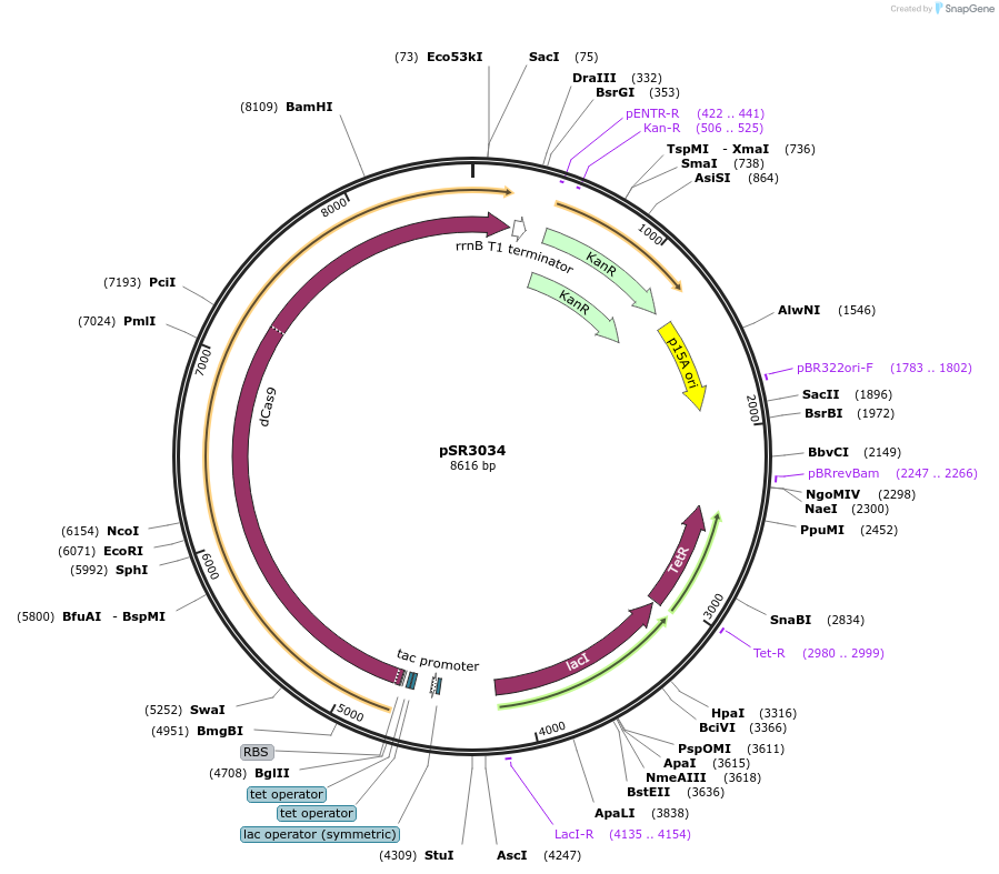 222628-plasmid-map-sequence-id-441113