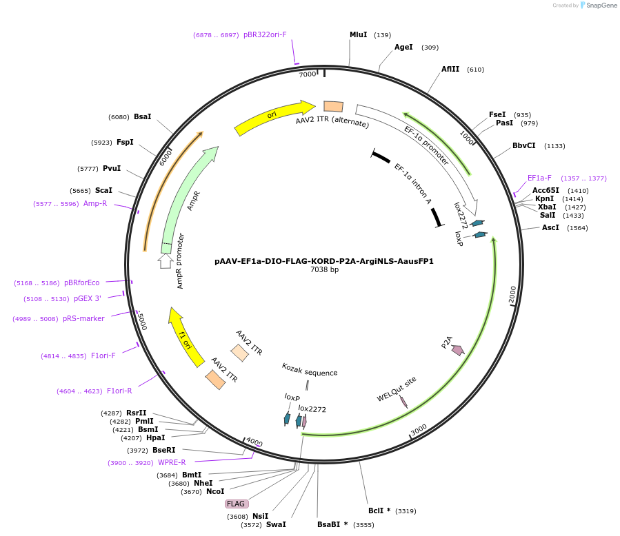 220612-plasmid-map-sequence-id-441117