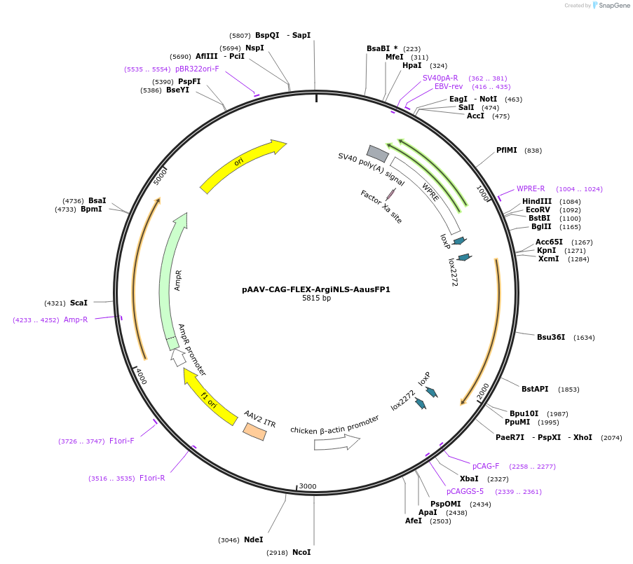 220602-plasmid-map-sequence-id-441120