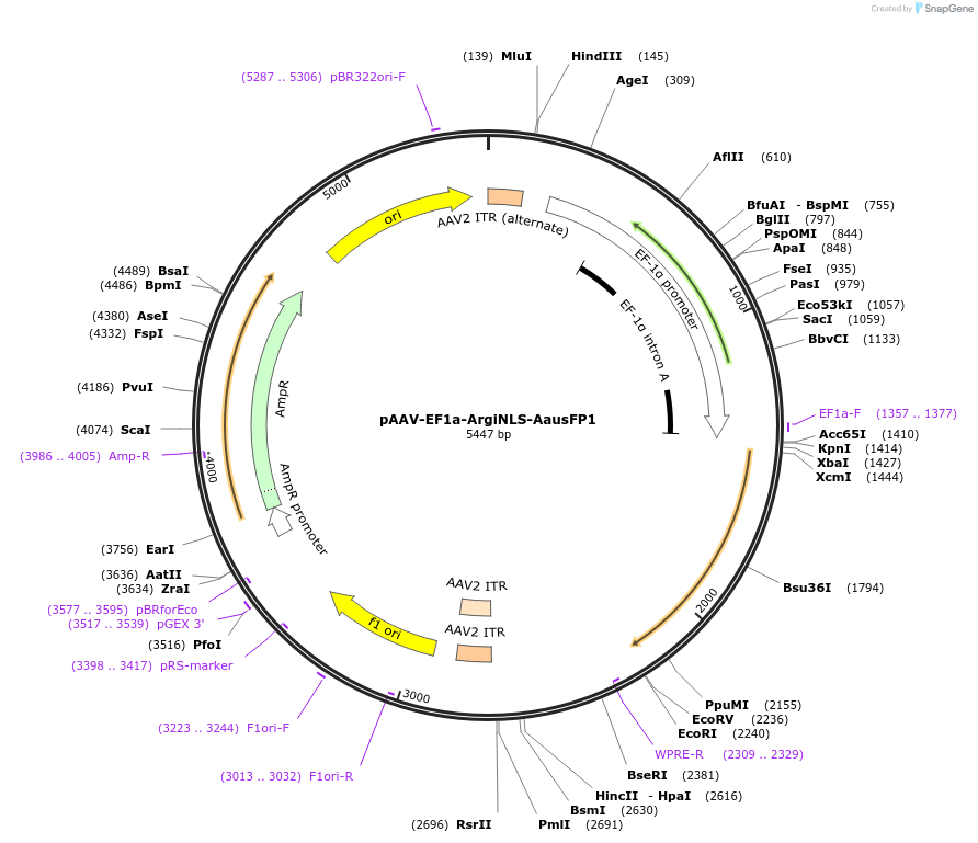 220595-plasmid-map-sequence-id-441122