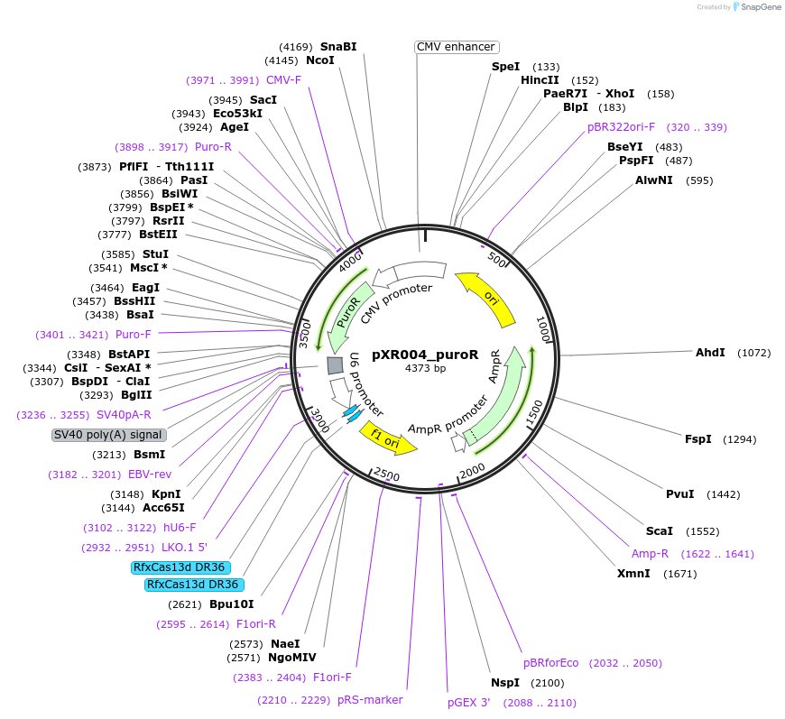 219820-plasmid-map-sequence-id-441123