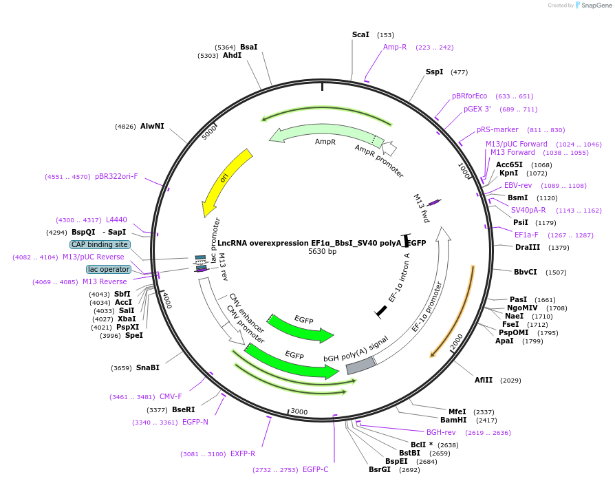 219828-plasmid-map-sequence-id-441125