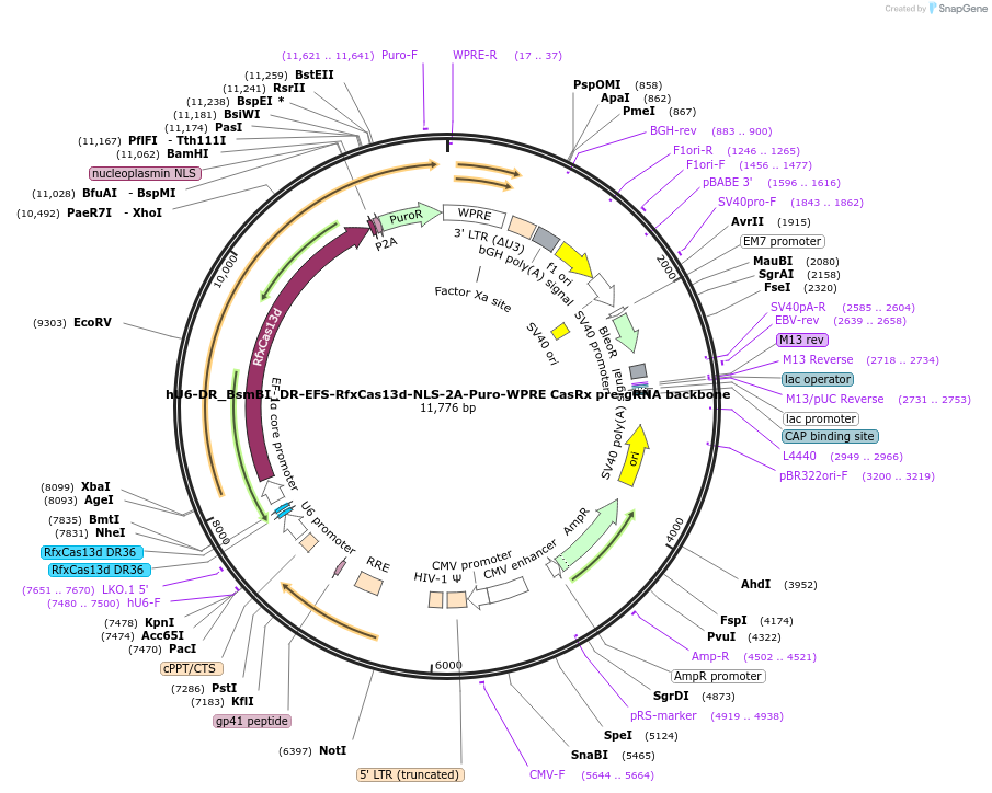 219823-plasmid-map-sequence-id-441127