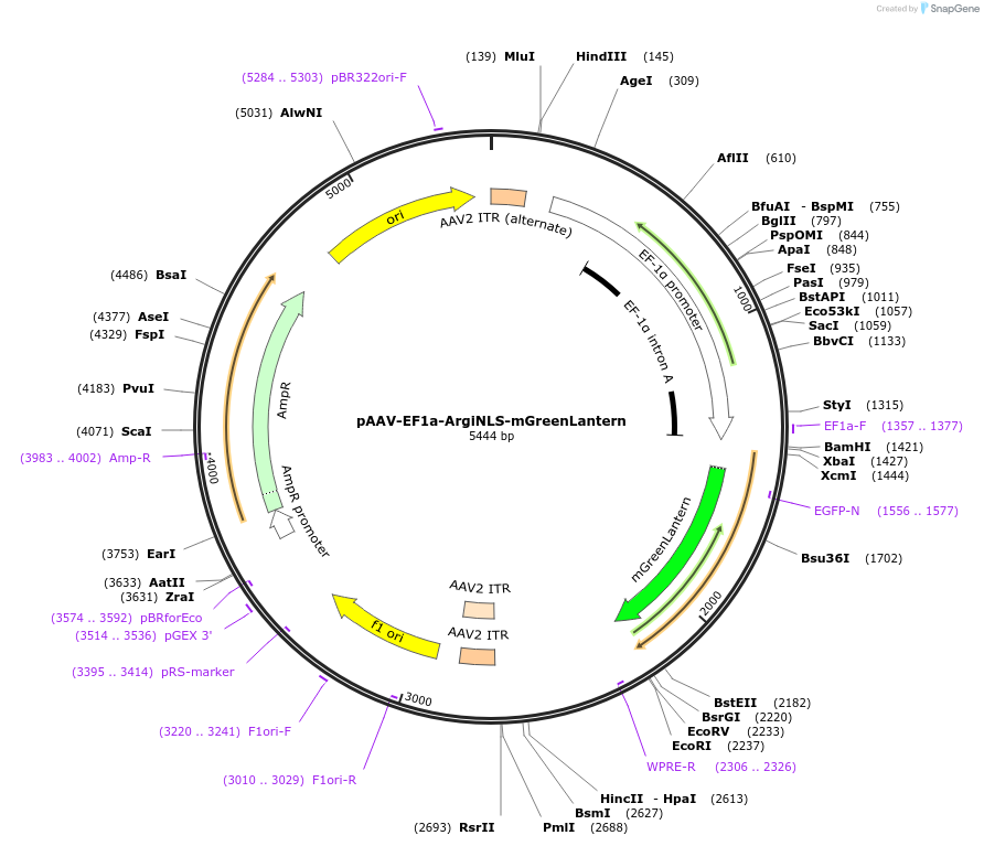 220596-plasmid-map-sequence-id-441128