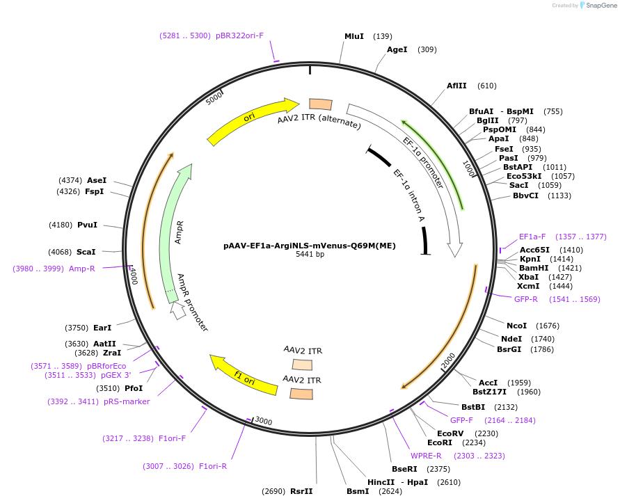 220597-plasmid-map-sequence-id-441132