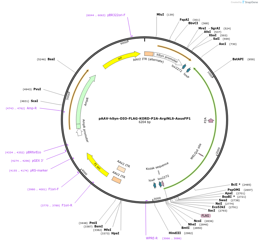 220610-plasmid-map-sequence-id-441133