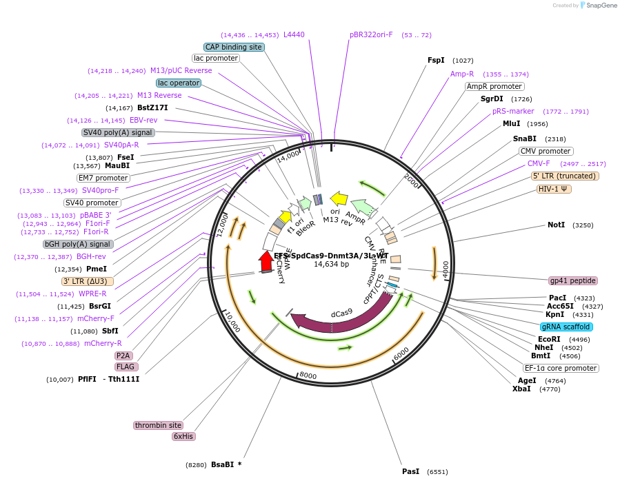 222497-plasmid-map-sequence-id-441134