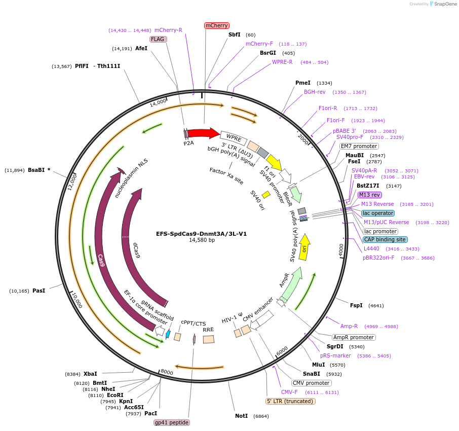 222498-plasmid-map-sequence-id-441135
