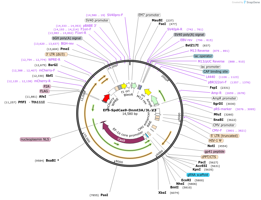 222500-plasmid-map-sequence-id-441137