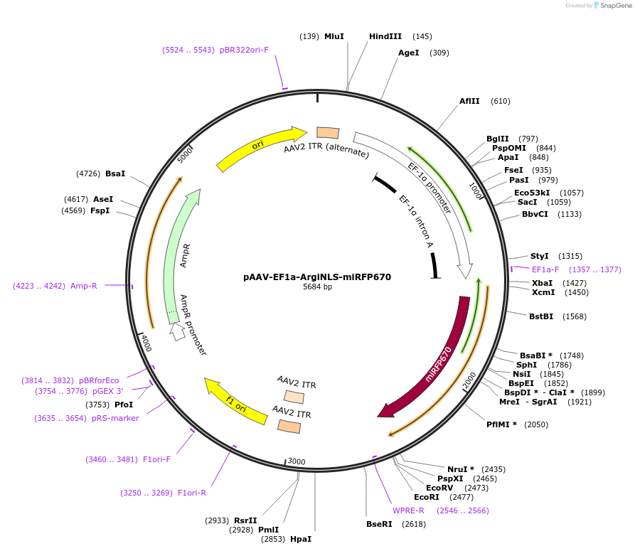 220600-plasmid-map-sequence-id-441206