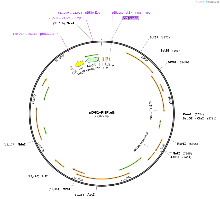 220799-plasmid-map-sequence-id-441209