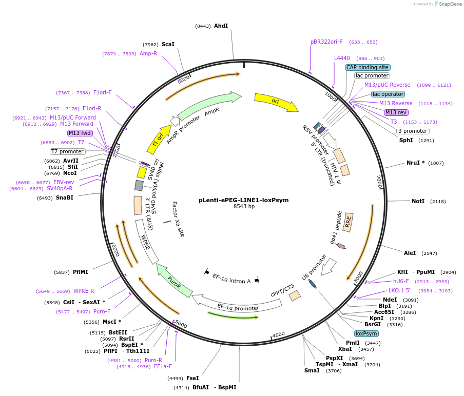216866-plasmid-map-sequence-id-441211