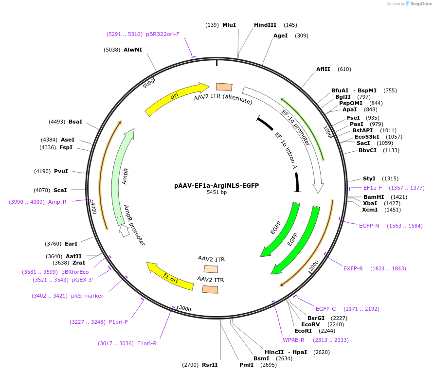 220594-plasmid-map-sequence-id-441212