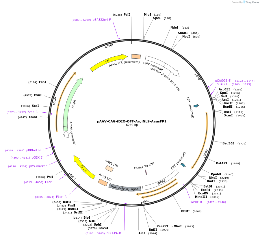 220605-plasmid-map-sequence-id-441217