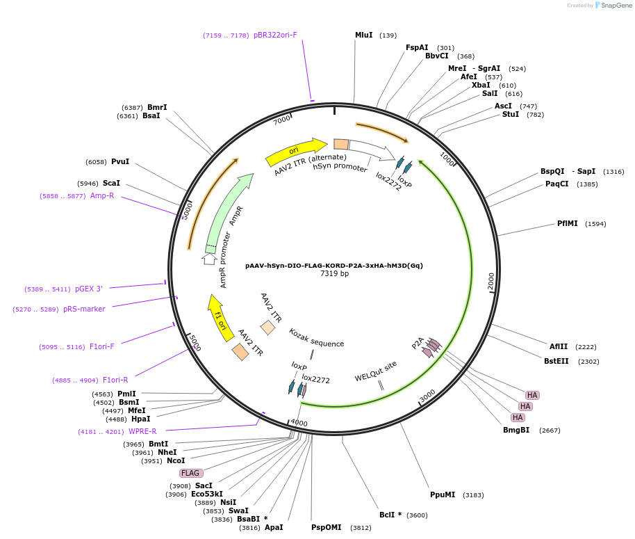 220611-plasmid-map-sequence-id-441218
