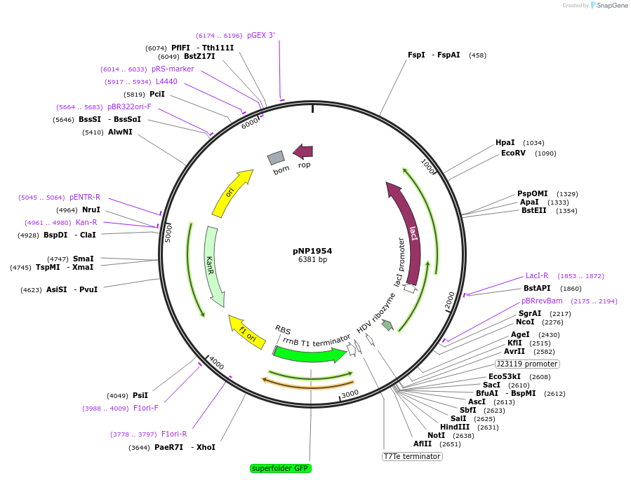 222730-plasmid-map-sequence-id-441219