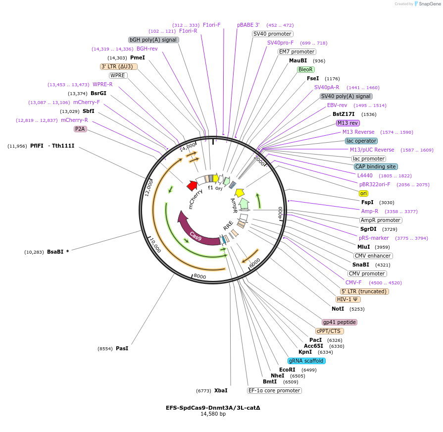 222501-plasmid-map-sequence-id-441220