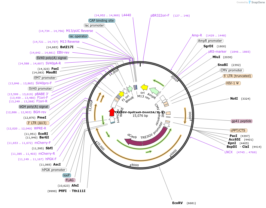 222503-plasmid-map-sequence-id-441222