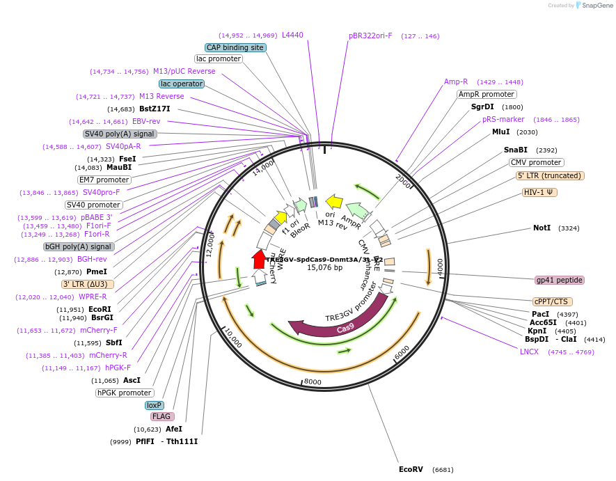 222505-plasmid-map-sequence-id-441223