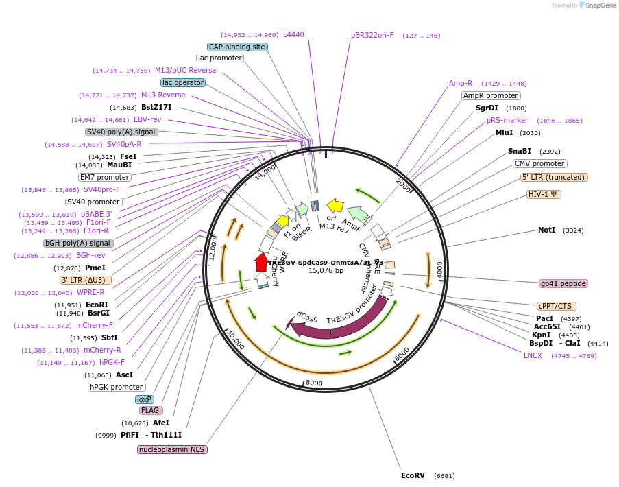 222506-plasmid-map-sequence-id-441224