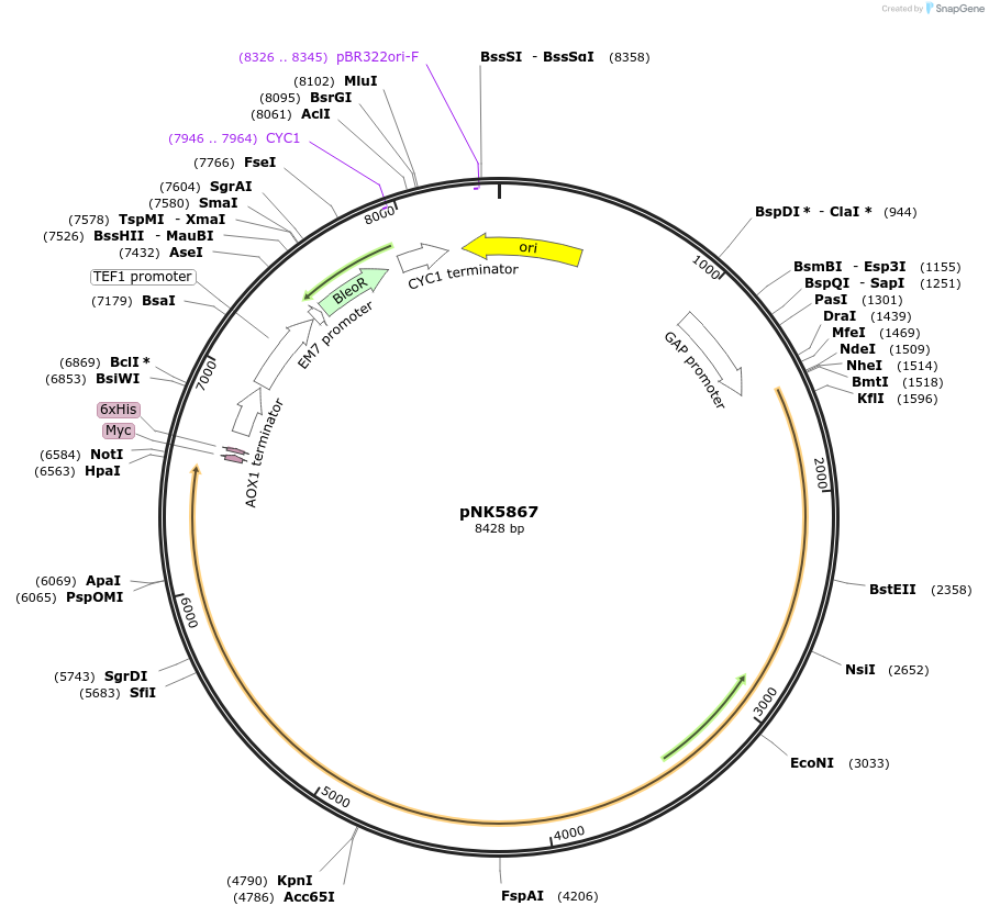 219751-plasmid-map-sequence-id-441226