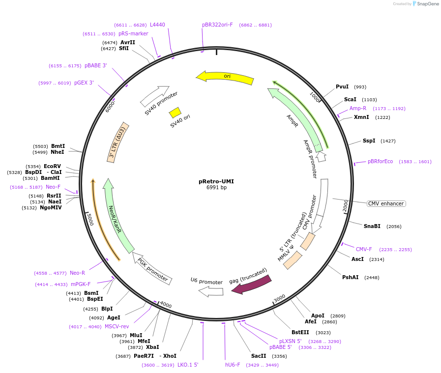 222686-plasmid-map-sequence-id-441234