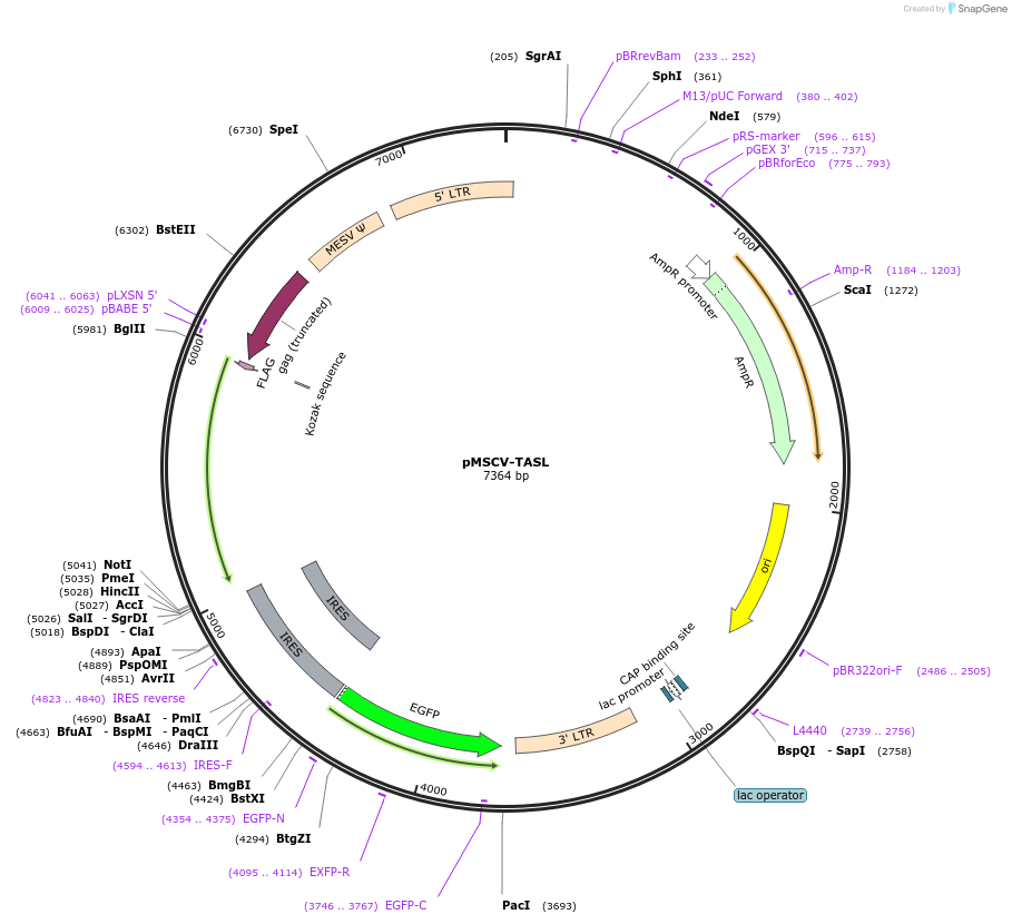 221265-plasmid-map-sequence-id-441238