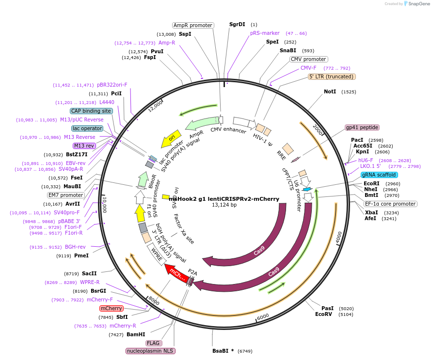 218652-plasmid-map-sequence-id-441241