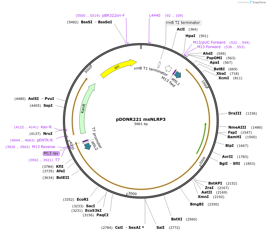 218639-plasmid-map-sequence-id-441242