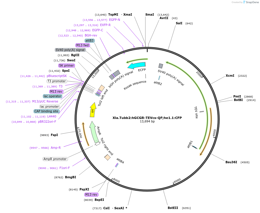 218857-plasmid-map-sequence-id-441243