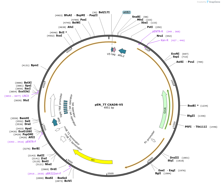 220358-plasmid-map-sequence-id-441247