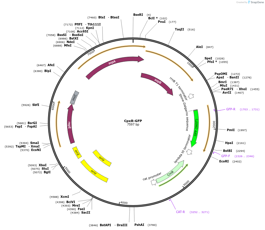 220150-plasmid-map-sequence-id-441279