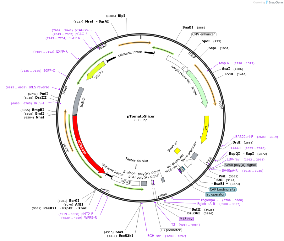 221085-plasmid-map-sequence-id-441281