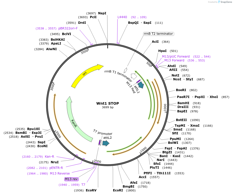 35868-plasmid-map-sequence-id-44134