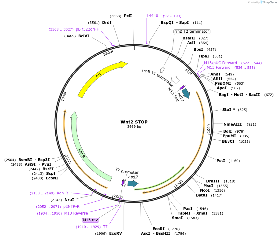 35869-plasmid-map-sequence-id-44135