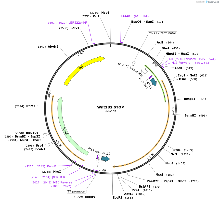 35870-plasmid-map-sequence-id-44136