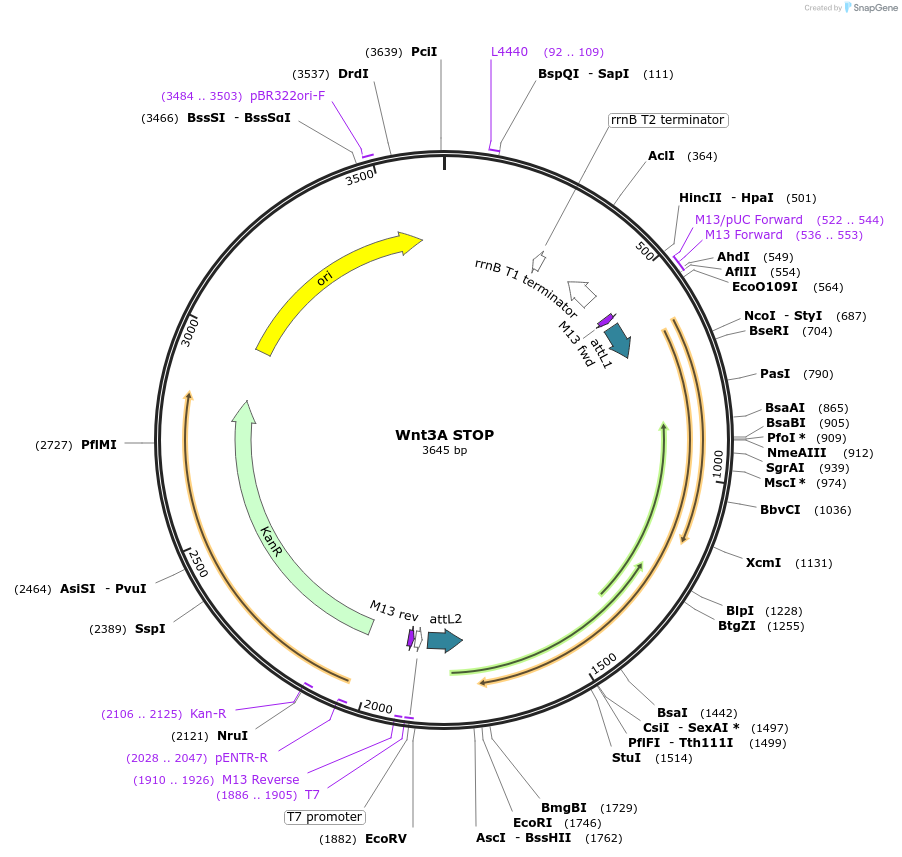 35871-plasmid-map-sequence-id-44137
