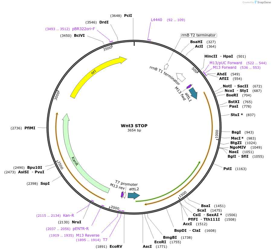 35872-plasmid-map-sequence-id-44138