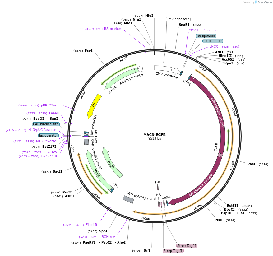 222610-plasmid-map-sequence-id-441380